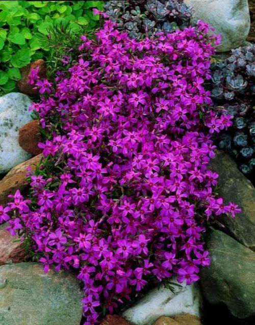 plante pas chere pour décorer mon jardin