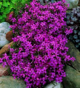 plante pas chere pour décorer mon jardin